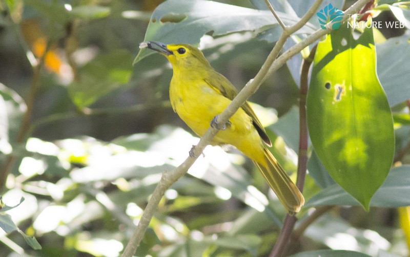 Yellow-browed Bulbul